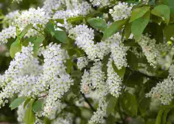Зіпсує увесь сад і викличе алергію: яке дерево не слід садити біля дому