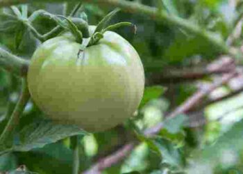 Після дощу помідори можуть знищити хвороби: ефективні рішення для порятунку