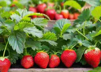 Останній шанс у липні: що треба полуниці, щоб наступного року був величезний врожай