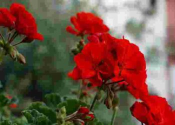 Герань не цвіте: ці поширені помилки може зробити кожен