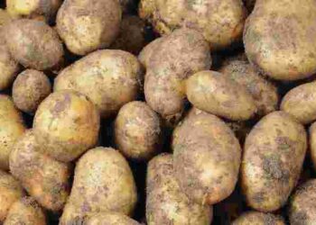 Що внести в ґрунт зараз, аби картопля восени була великою і здоровою