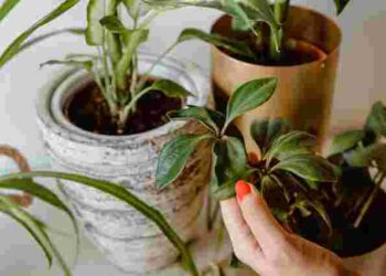 Кімнатні і садові квіти вам подякують: як і навіщо використовувати касторку як добриво