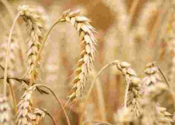 Ці 5 рослин – під найбільшою загрозою: що перше атакує сарана на городах