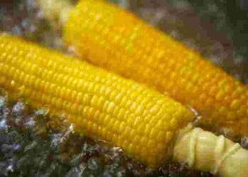 Кукурудза буде ідеальною: як її правильно варити, щоб зернята були максимально соковиті