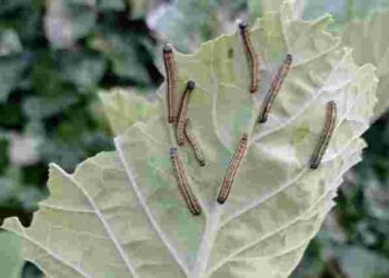 Слимаки й гусениці атакують капусту, але ще не все втрачено: як врятувати урожай