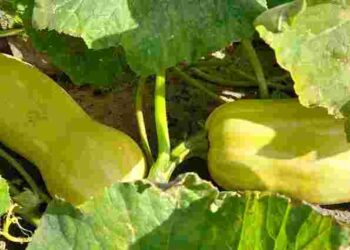 Кабачки ростуть криві і негарні: у чому причина та чим виправити ситуацію