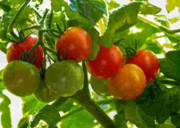 Обривати чи ні: що робити з листям помідорів, щоб не нашкодити плодам