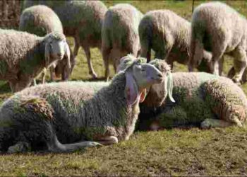 Вовна буде найвищої якості: коли та як стригти овець правильно