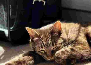 Без примусу і стресу: як привчити котика чи песика до переноски