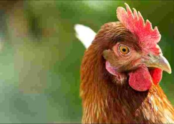 Чи знали це ви: скільки років кури можуть нести яйця і від чого це залежить