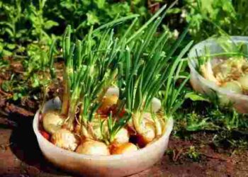 Останній шанс: що додати у воду для поливу цибулі, щоб урожай збільшився удвічі