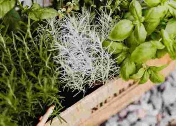 Завжди свіжі та дуже корисні: які сім трав варто посадити вдома