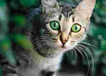 Викиньте їх негайно: 17 кімнатних рослин і квітів, через які ваш кіт може померти