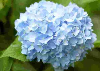 Гортензія буде пишно цвісти, якщо дотримуватися цих правил: догляд у липні