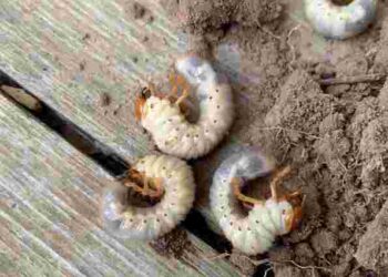 Справжнє лихо в саду і на городі: як боротися з личинками хруща