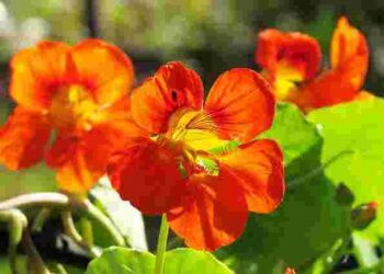 Одна квітка може врятувати ваш город: відлякує шкідників і приваблює корисних комах