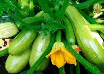 Плоди кабачків жовтіють та відпадають: що ви зробили не так і як врятувати урожай