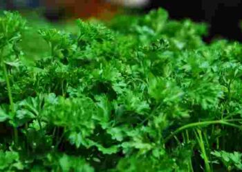 Що робити, якщо петрушка жовтіє: поради для порятунку зелені