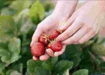 Як позбутися плям полуниці на одязі: перевірені методи