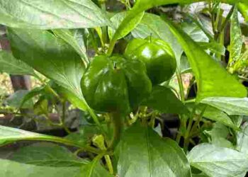 Результат уже через кілька днів: як стимулювати зав’язі перцю розвиватися швидше