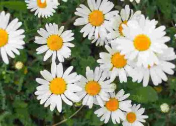 Природний щит для вашої ділянки: ця рослина паралізує шкідників і лякає мишей