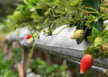Чи справді треба обривати листя полуниці після збору врожаю: поради для рясного плодоношення