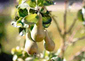 Груші будуть надзвичайно солодкі й соковиті: чим їх підживити в липні