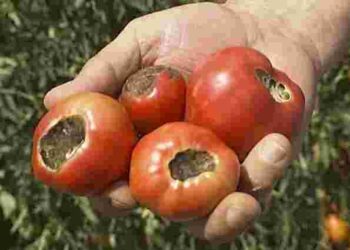 Вершинна гниль може знищити помідори ще зеленими: як діяти негайно