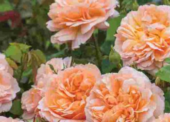 Ці рослини забирають силу у троянд: що ніколи не можна садити поруч