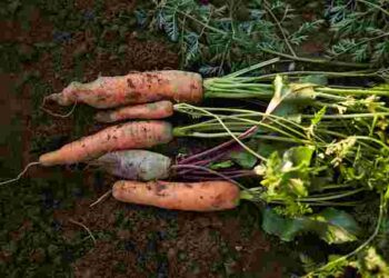 Усі овочі люблять добрива: які універсальні підживлення використати для щедрого врожаю