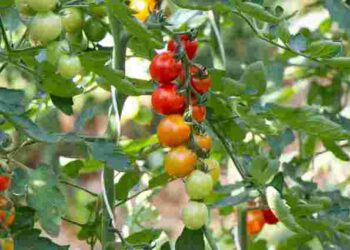 Чому гинуть помідори: головна помилка поливу в спекотні дні