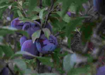 Сигнал про допомогу чи стратегія виживання: чому слива скидає плоди ще зеленими