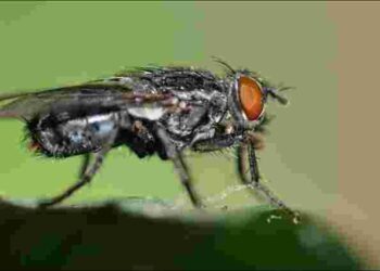 Мухи, мошки та інші комахи атакують ваш дім: і цьому є пояснення