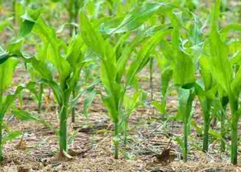 Визначити потрібні добрива для кукурудзи можна по кількості листків: як саме