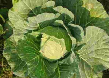 Ніякої білокрилки: який дешевий засіб врятує вашу капусту