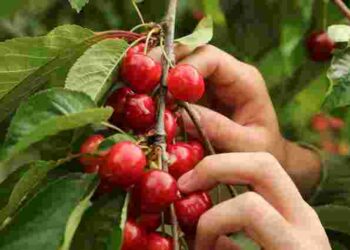 Смак залежить не лише від сорту: чому вишня дає кислі ягоди і як це виправити