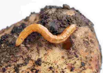 Невидимий ворог картоплі: як позбутися дротяника назавжди