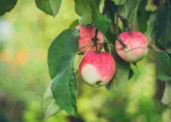 Яблука масово опадають ще до дозрівання: врятувати урожай ще не пізно