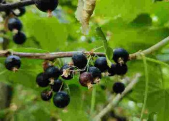 Літня обрізка – обовʼязкова: як обрізати смородину після збору ягід і навіщо це робити