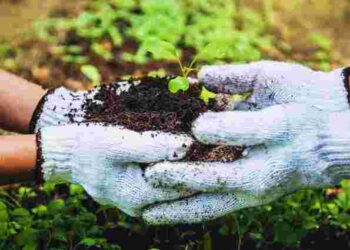 Як захистити овочі від перепадів температури: ефективні поради для збереження врожаю