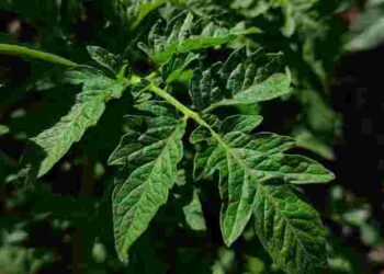 Усі досвідчені фермери розкладають пасинки помідорів біля смородини: навіщо це робити