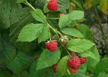 Якщо не хочете їсти малину з червʼяками, використайте ці безпечні методи обробки: поради