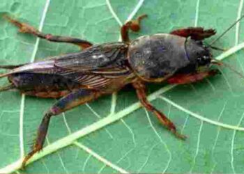 Один з найнебезпечніших шкідників: як позбутися капустянки на городі