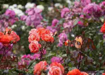 Троянди пишно зацвітуть вдруге за сезон: використайте в липні ці добрива