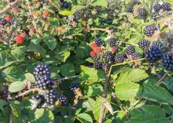 Ожина може перетворити сад на справжній жах: 6 причин, чому варто уникати цього куща