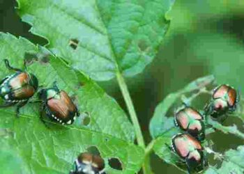 Ці 10 рослин відлякають з городу колорадського жука: що посадити біля картоплі
