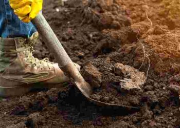 Не проґавте ці дні: найкращий час для городніх робіт до кінця липня