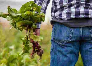 Тільки в ці дати: коли потрібно викопувати буряк за посівним календарем у 2025 році