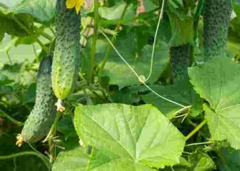 Огірки для посіву в липні: найкращі сорти, які встигнуть дозріти до морозів