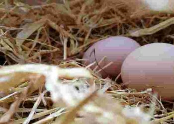 Кури нестимуть великі яйця з яскравим жовтком: просто додайте це в раціон